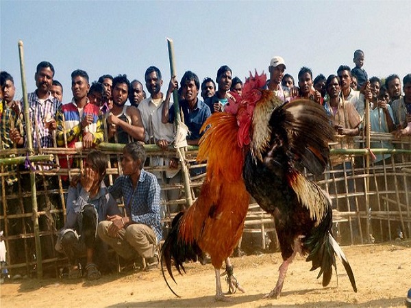 పందెం కోళ్లకు ఎలాంటి ఆహారం పెడతారు?