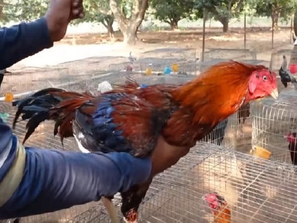 3. కోడి డేగ