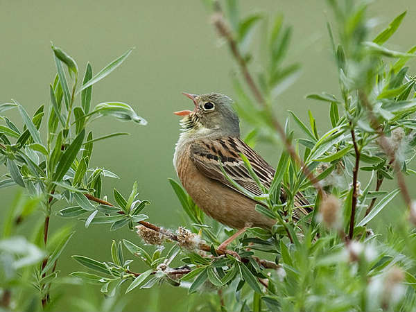 బ్రహ్మ ముహూర్తానికి, ప్రకృతికి మధ్య సంబంధం: