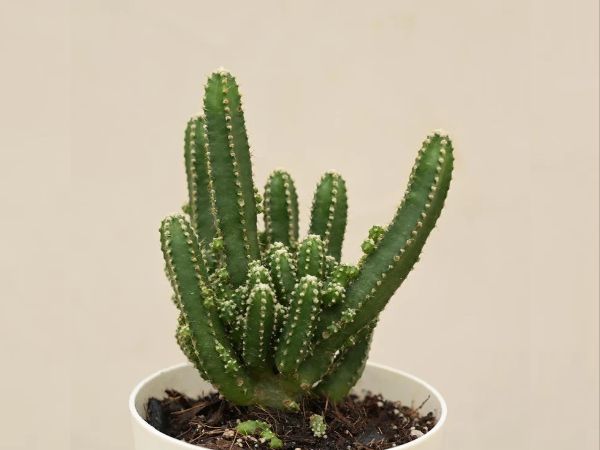 3. కాక్టస్: