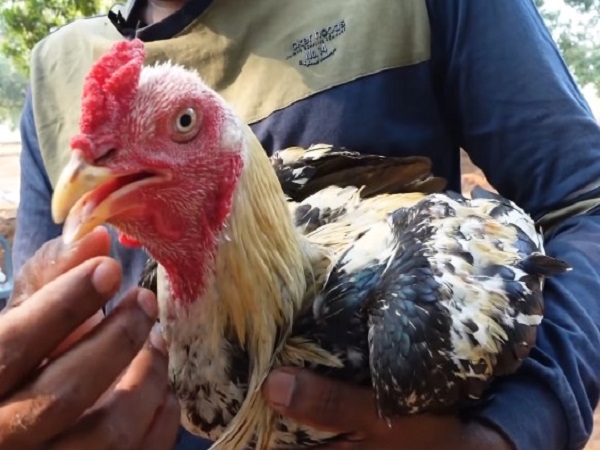 4. నెమలి పింగల