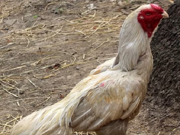 5. సేతువా