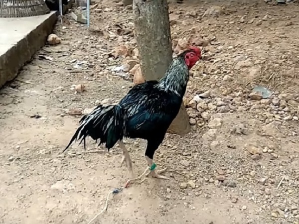 6. కోడి సవల