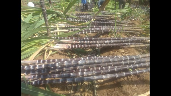 డిమాండ్ ఉన్నప్పటికీ ధర లేదు