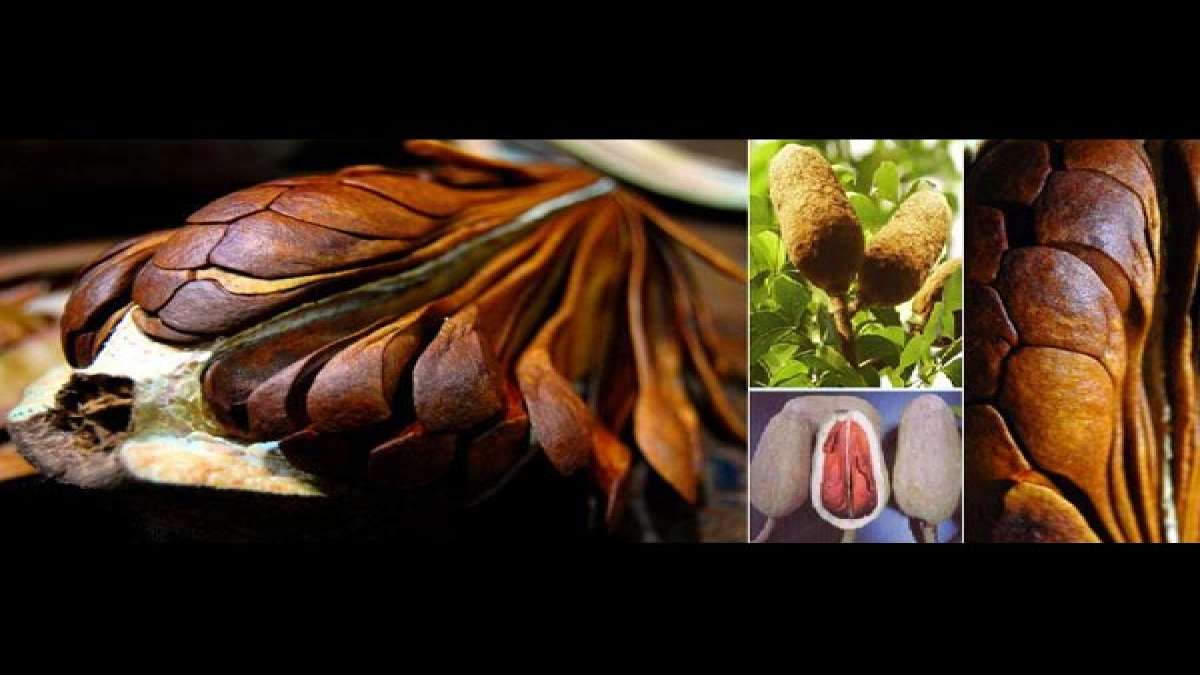 చక్కెర బాదం అంటే ఏమిటి?