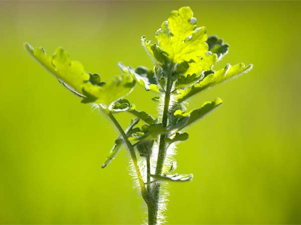  సూర్యకాంతి