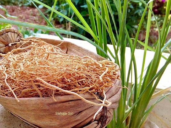 Benefits Of Drinking Khus Sharbat In Summer in telugu