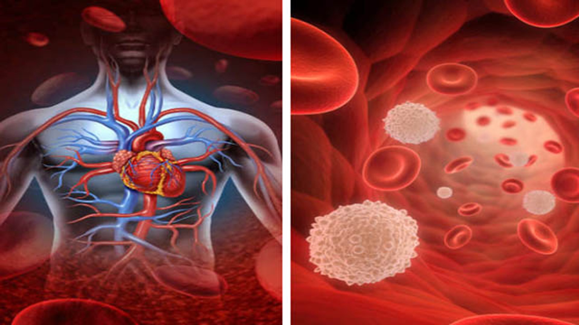 What is white blood cells, Importance and Foods to Increase White Blood Cell (WBC) Count