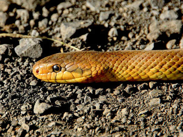 Which is better red spinach or green spinach? which one is more nutritious?