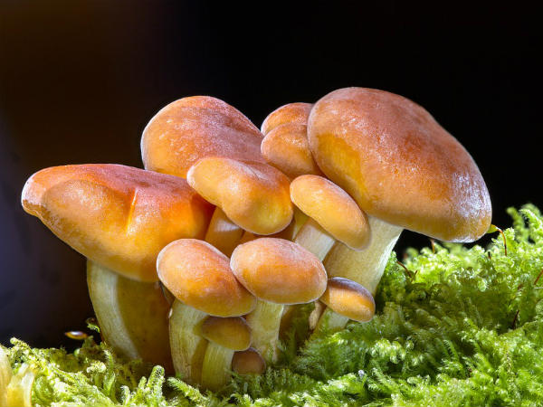 Immunity Boosting Foods You Should Eat Right now to fight Flu other infections in telugu