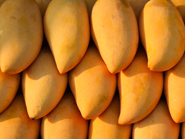 Is it important to soak mangoes before eating?What Ayurveda Says Is it important to soak mangoes before eating?What Ayurveda Says