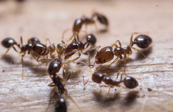 Vastu tips Is It Good If Black Ants Are Seen In The House 