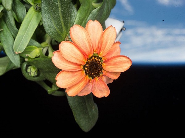 Space Flower NASA Shares Stunning Pic Of Flower Grown In Space