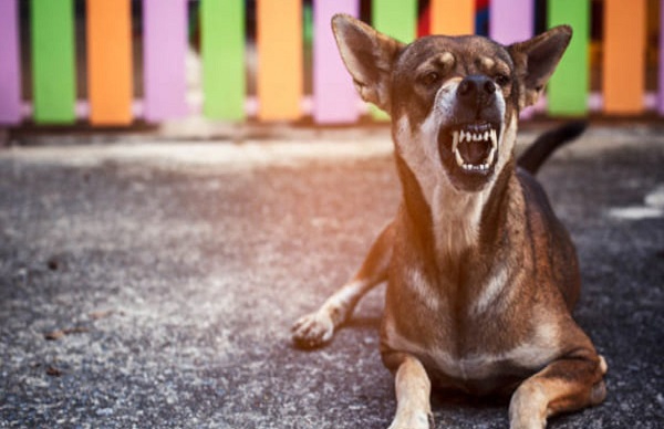 Dog Bite Risk Surge Due Climate Change In Summer Smoggy Days Harvard Study Reveals