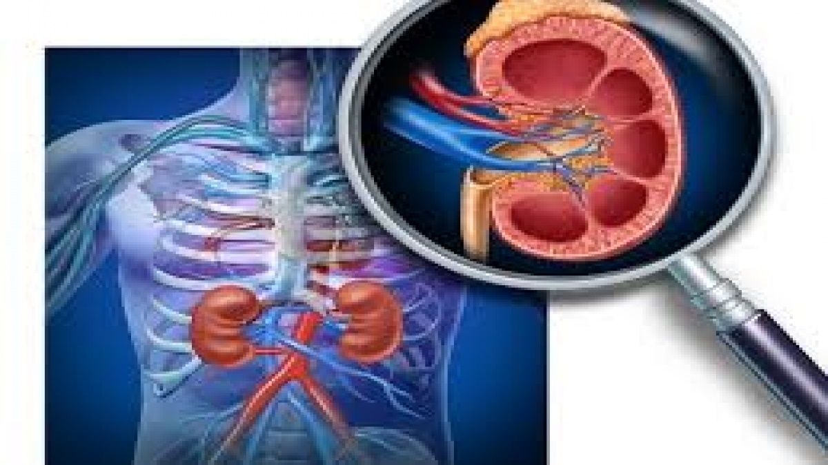 Can You survive with One Kidney? Myths and Facts Know the detail here in Telugu Can You survive with One Kidney? Myths and Facts Know the detail here in Telugu