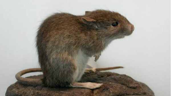  Puri Jagannath Temple: Rats Terror inside the temple, priests are having sleepless nights, requested help from ASI