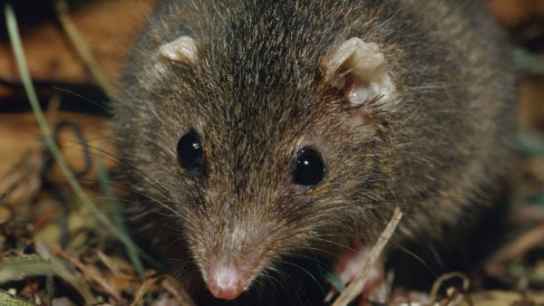  Puri Jagannath Temple: Rats Terror inside the temple, priests are having sleepless nights, requested help from ASI