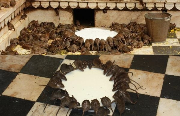 Weird Traditions 5 Weird Festivals In India Know In Telugu