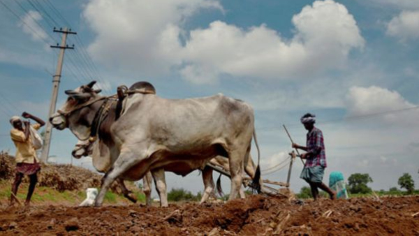 Weird Traditions Six Weird Traditions Followed By Indians To Bring Rain In Telugu