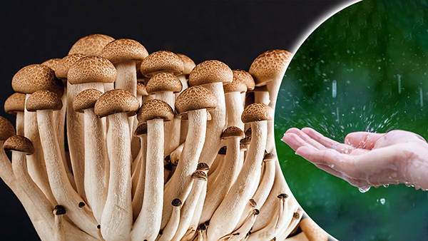 Is It Safe To Eat Mushroom During Monsoon Season, Benefits and side effects In telugu