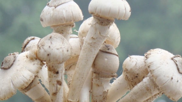 Is It Safe To Eat Mushroom During Monsoon Season, Benefits and side effects In telugu