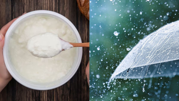 Eating Curd In Monsoon Know What Ayurveda Says In Telugu