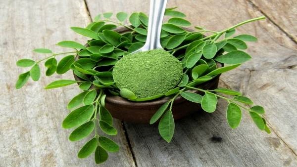 Hair Fall:Try this Moringa Leaves for hair growth, know how to prepare and use in telugu
