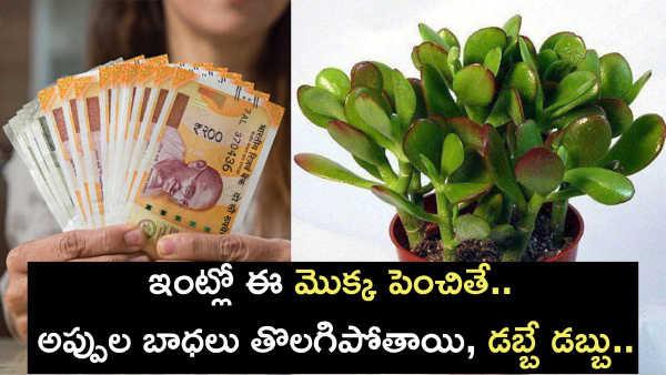 These Plant In Home Attract Money Plant These In Home To Get Wealth