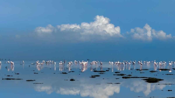 Mypadu Beach, Nelapattu Bird Sanctuary and Pulicat Lake Some Other Best Places to Visit in Nellore Mypadu Beach, Nelapattu Bird Sanctuary and Pulicat Lake Some Other Best Places to Visit in Nellore