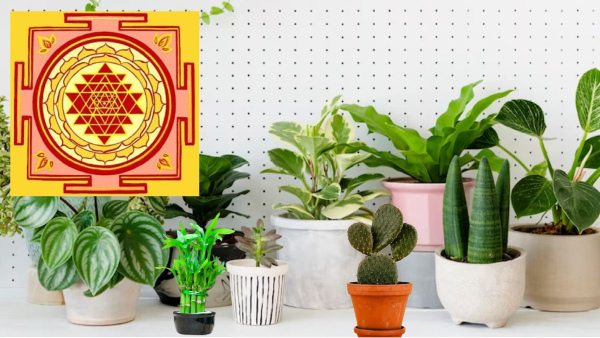 These Plants Attracts Negative Energy At Home Know In Telugu