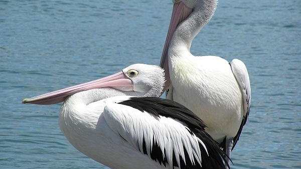 Mypadu Beach, Nelapattu Bird Sanctuary and Pulicat Lake Some Other Best Places to Visit in Nellore Mypadu Beach, Nelapattu Bird Sanctuary and Pulicat Lake Some Other Best Places to Visit in Nellore