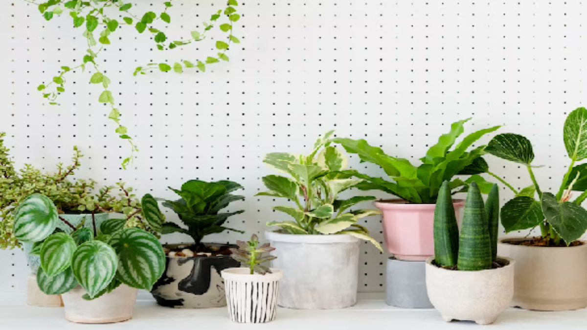how-to-kill-mosquitoes-on-indoor-plants