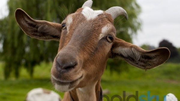 Excellent reasons why you should be eating goat meat or Mutton