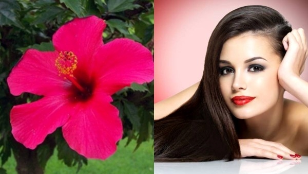 Hair Care Tips: Best Herbal Powders For Hair Growth in Telugu