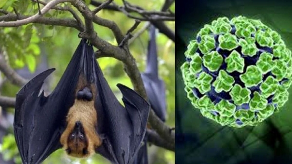 Nipah Virus Breaks Out Again In Kerala: what are the Symptoms And How To Prevent It in Telugu