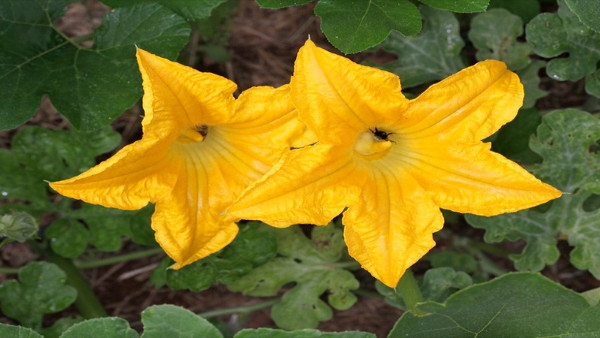 Bathukamma 2023: Ayurvedic secrets and amazing health benefits of Pumpkin Flower 