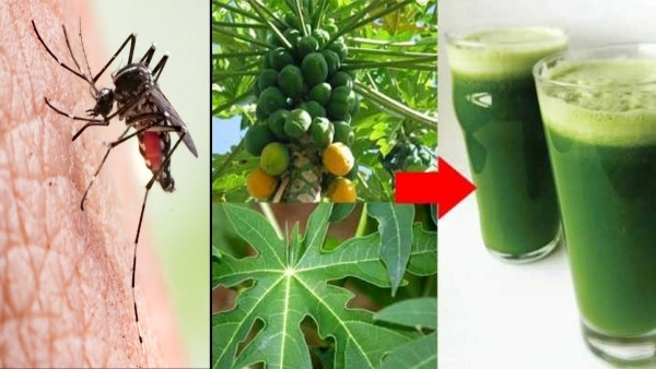 Dengue-Papaya Leaves : how effective is papaya leaves for dengue