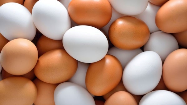 World Egg Day 2023: Why is World Egg Day Celebrated Know The Significance and Theme in Telugu
