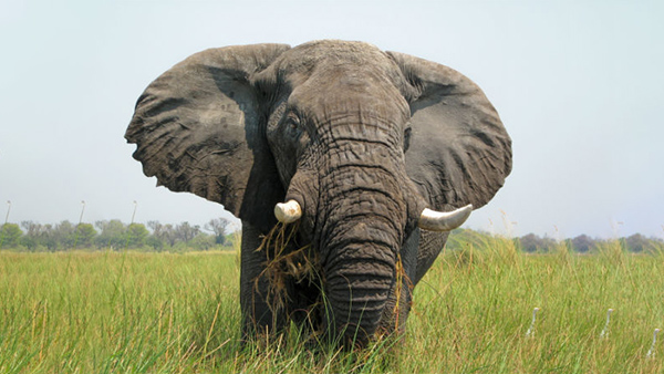 Most Intelligent Animals on Earth