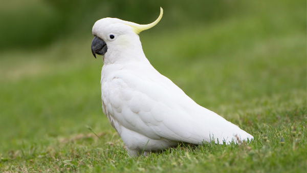 Most Intelligent Animals on Earth