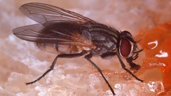 Doctors Find Living Fly in Man Intestines