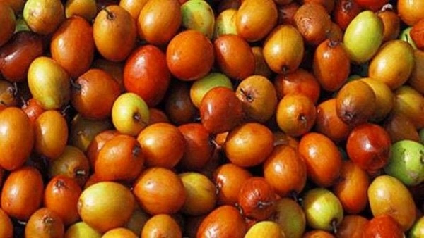  Indian Jujube or ber fruit, Regi pallu health benefits