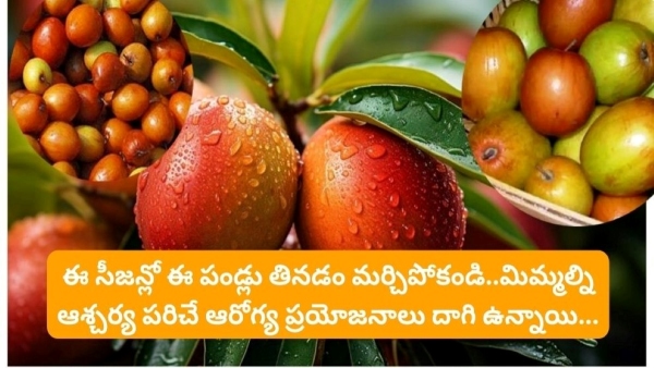 Surprising Benefits of Indian Jujube or bare fruit, Regu pallu health benefits in telugu