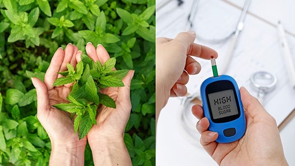 Leaves Should Have to Lower Blood Sugar Levels