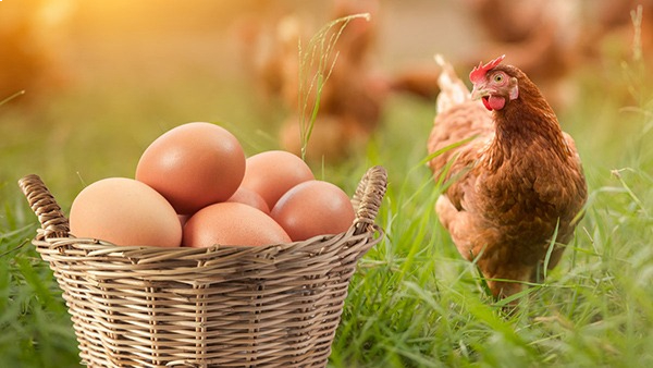 What Came First, Chicken or Egg? 