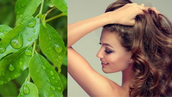 How To Make Curry Leaves Oil For Hair Growth In Telugu How To Make Curry Leaves Oil For Hair Growth In Telugu