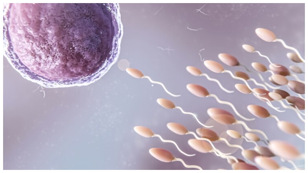 Scientist Reveals Which Foods May Help Boost Male Fertility In Telugu