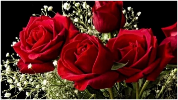 Happy Rose Day 2024