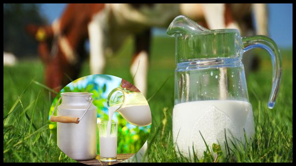 Cow Milk Can Be A Biggest Producer Of Insulin For World Cow Milk Can Be A Biggest Producer Of Insulin For World