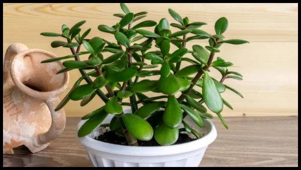 By planting these 5 plants at home